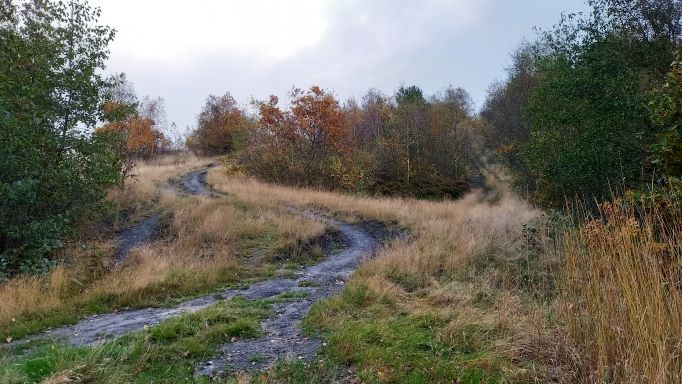 Fungi at Dodworth pit-stack – Barnsley Nats